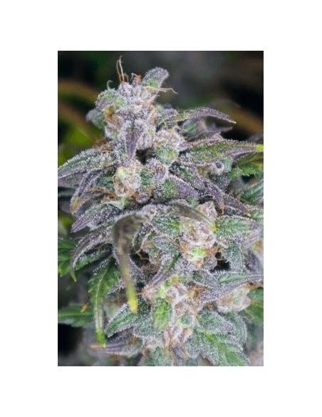 Gushers Californian Sugar Fruits LLG 1 Fem