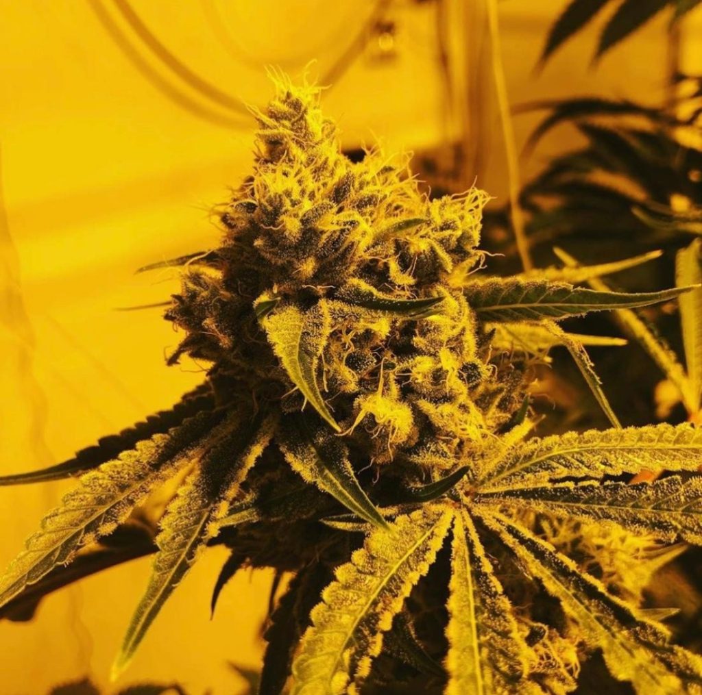 Critical Glue Special LLG