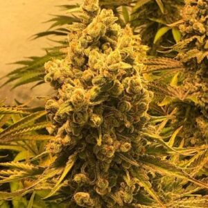 Critical Skun LLG