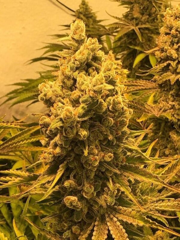 Critical Skun LLG