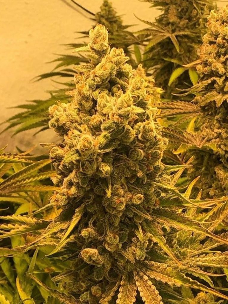 Critical Skun LLG