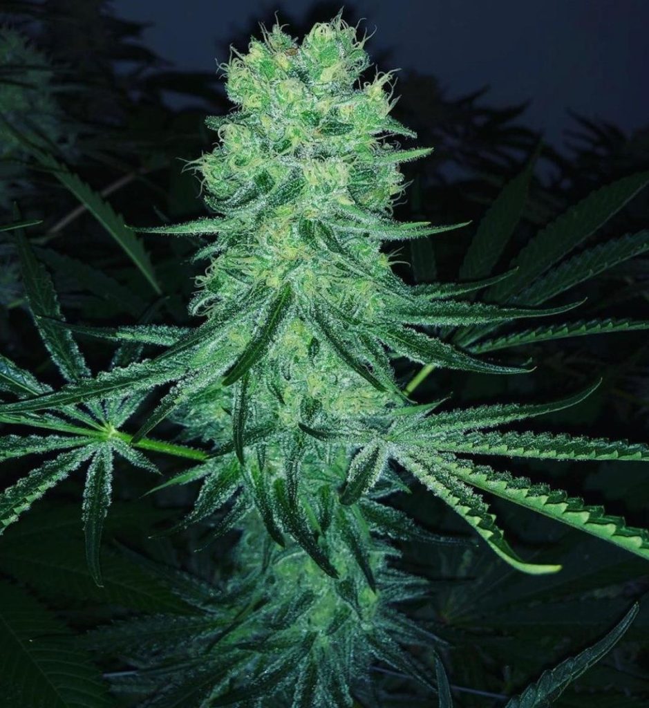 Kill Kritical Skunk Cookies LLG