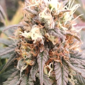 Somango Gourmet LLG
